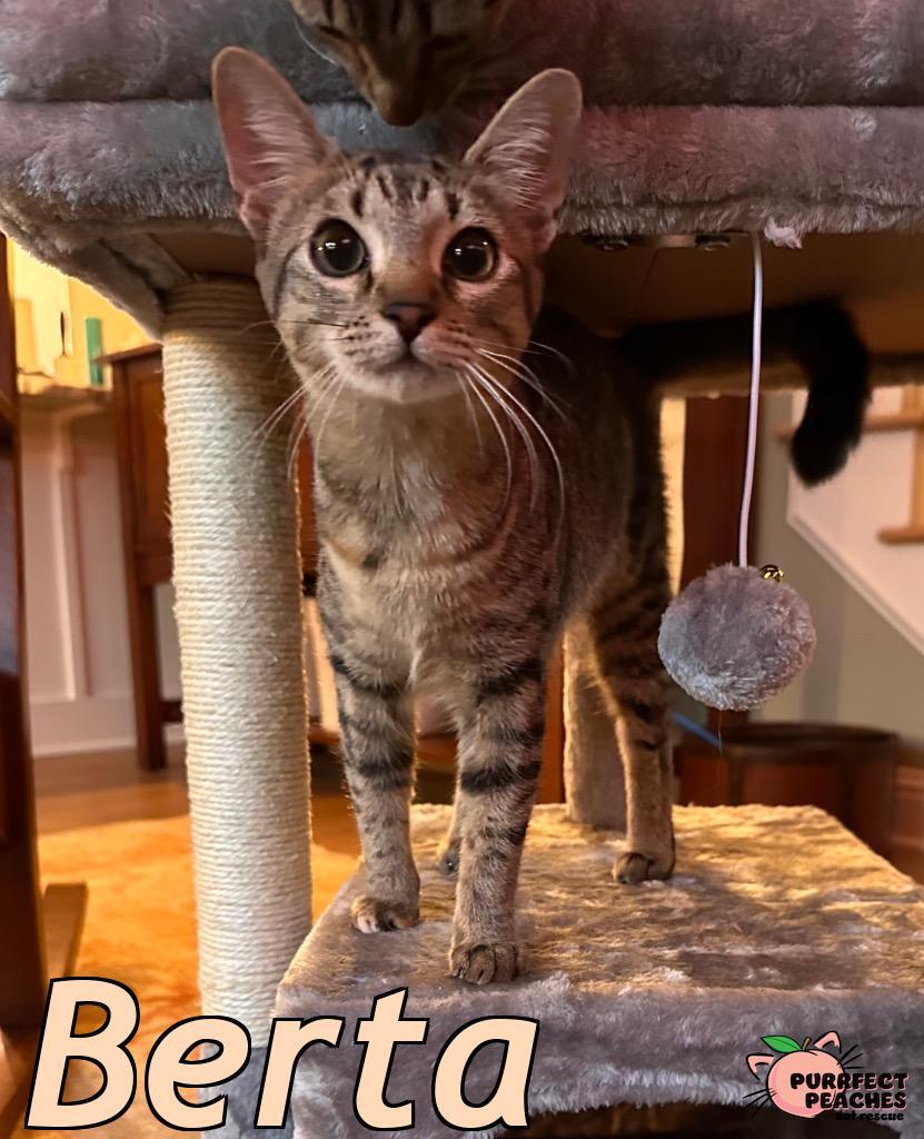 Berta, Adoptable, Young Female Domestic Short Hair.