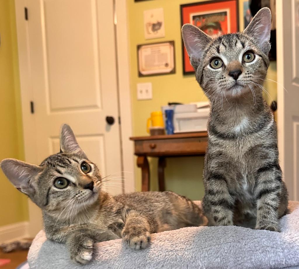 Enlarge Berta, a Adoptable mixed breed in Douglasville, GA image 2/6