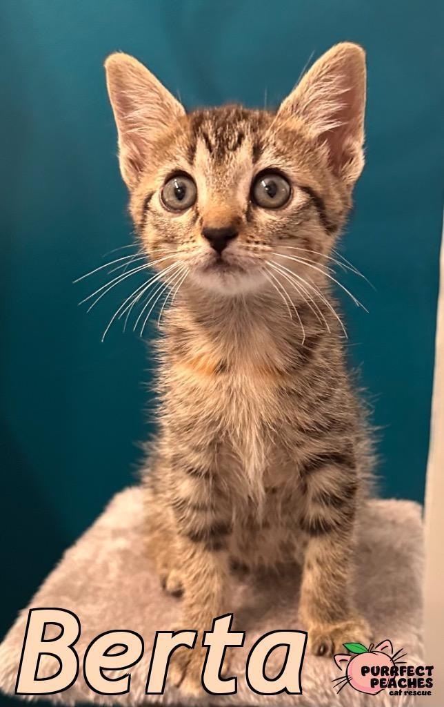 Enlarge Berta, a Adoptable mixed breed in Douglasville, GA image 4/6