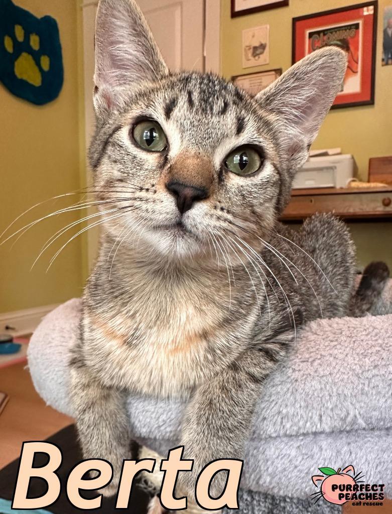 Berta, Adoptable, Young Female Domestic Short Hair.