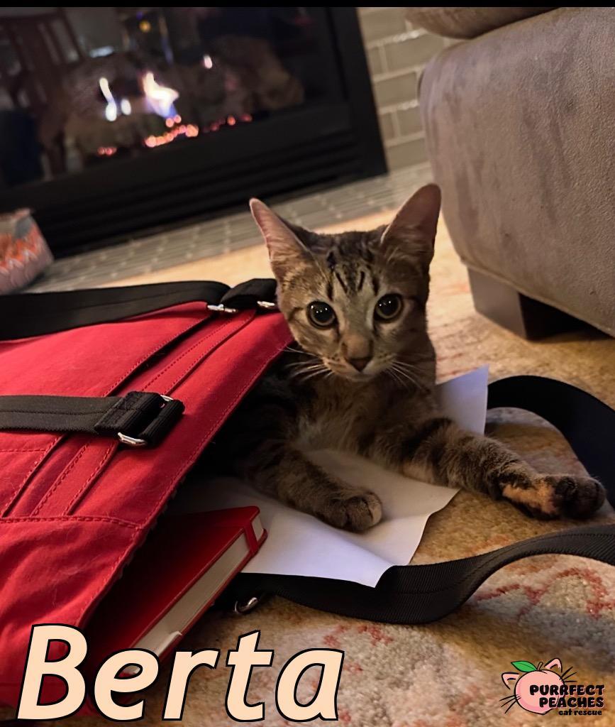 Enlarge Berta, a Adoptable mixed breed in Douglasville, GA image 6/6