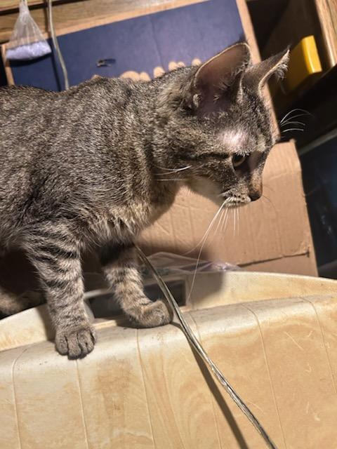 Willow , a ADOPTABLE mixed breed in Tacoma, WA image 5/6