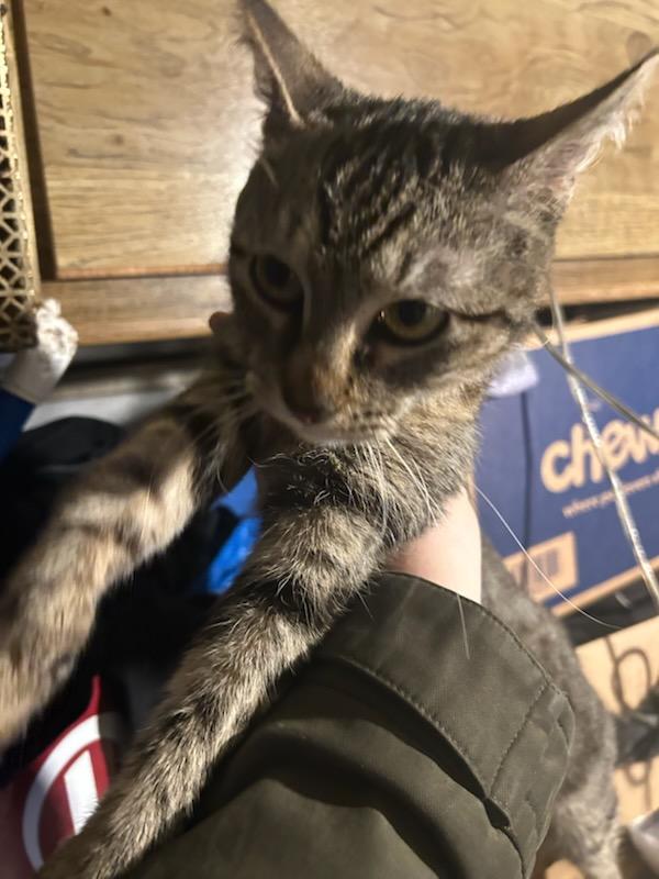 Willow , a ADOPTABLE mixed breed in Tacoma, WA image 3/6