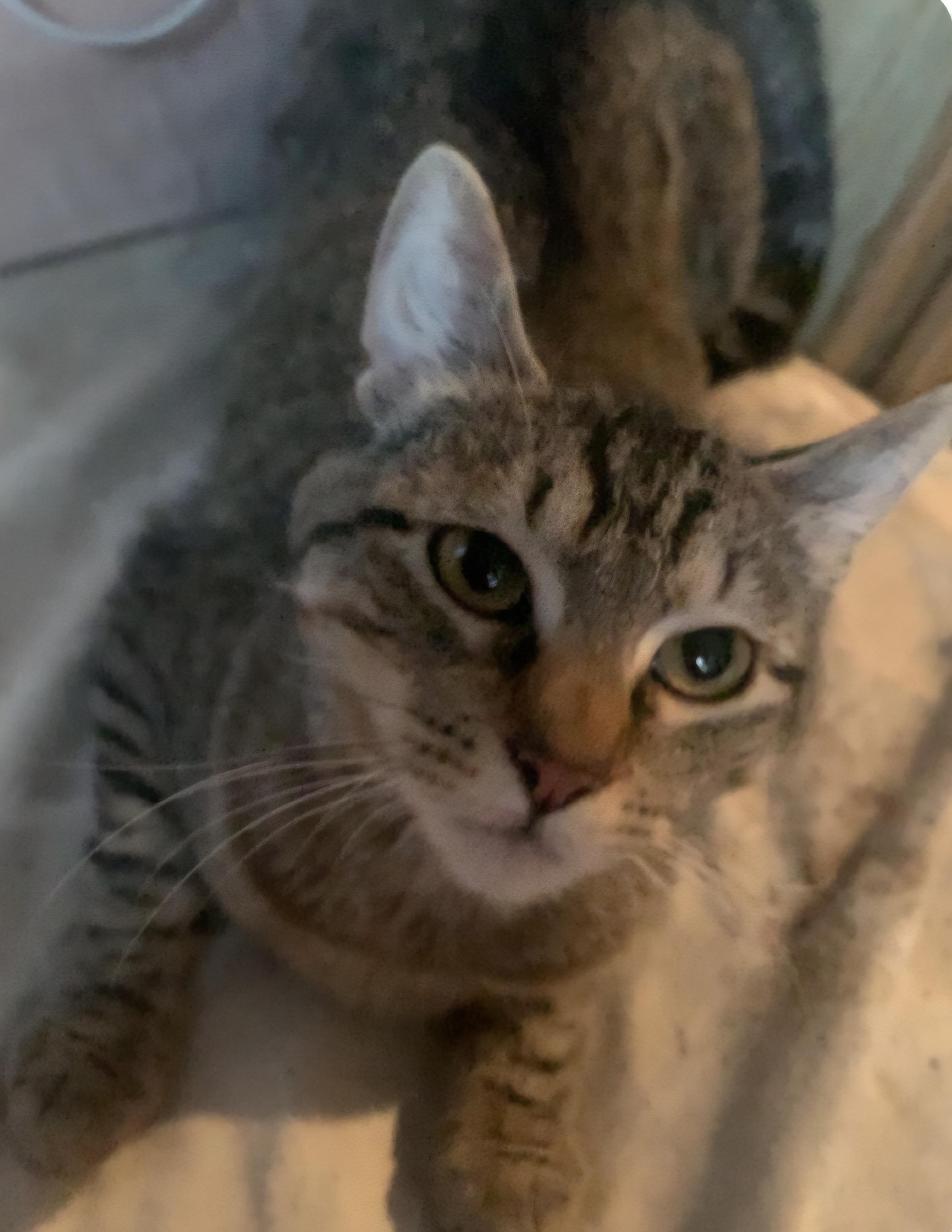 Willow , ADOPTABLE, Adult Female Domestic Short Hair.