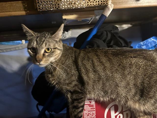 Willow , a ADOPTABLE mixed breed in Tacoma, WA image 2/6