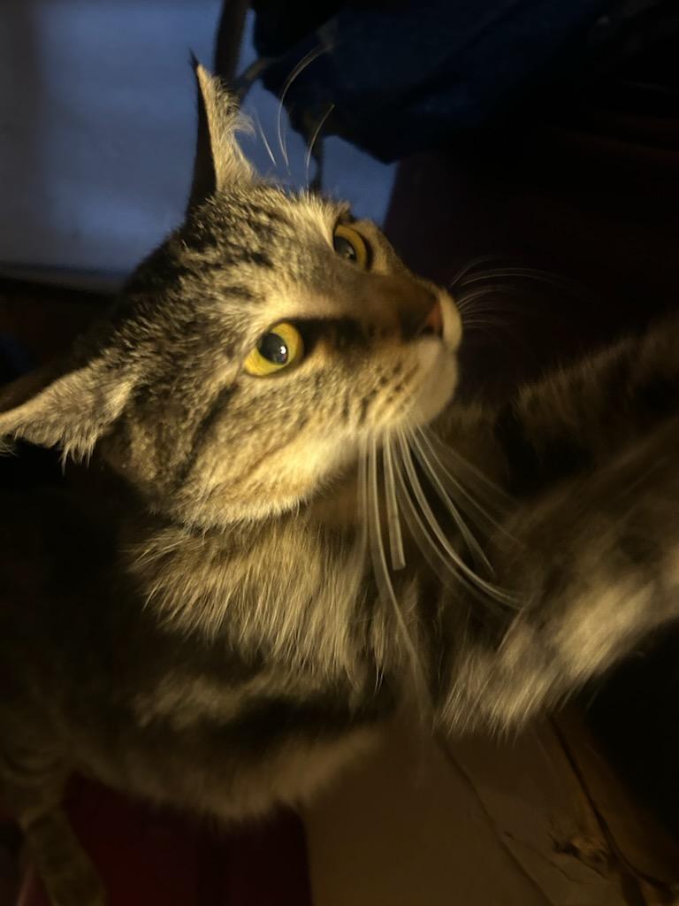 Willow , a ADOPTABLE mixed breed in Tacoma, WA image 6/6