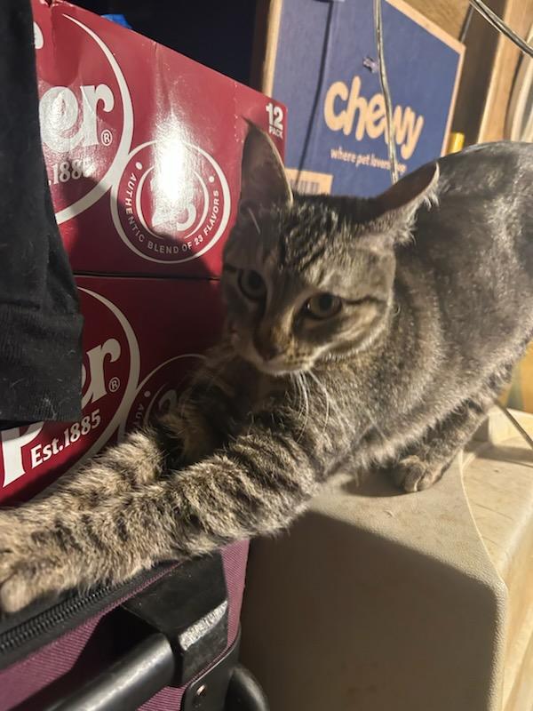 Willow , a ADOPTABLE mixed breed in Tacoma, WA image 4/6