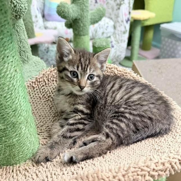 Potato, an adopted Tabby in Kentwood, MI image 3/6