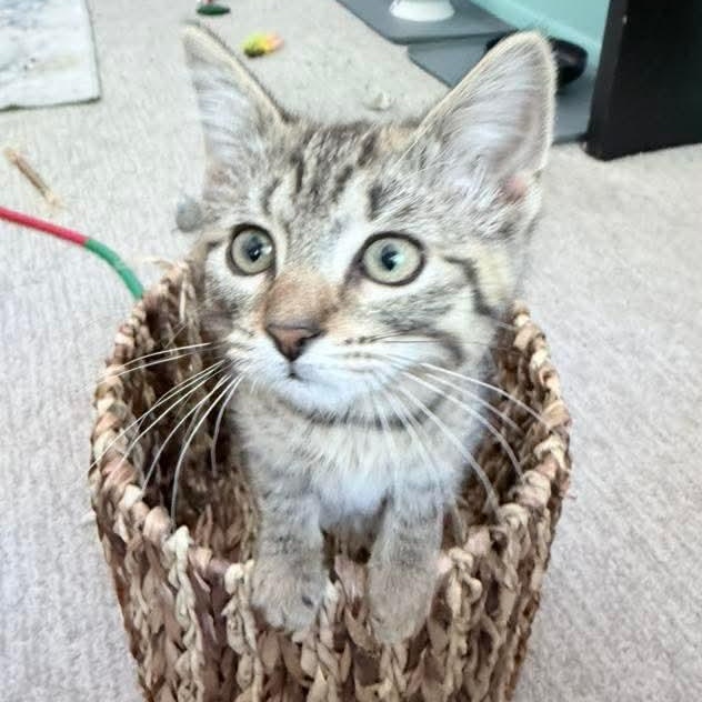 Potato, an adopted Tabby in Kentwood, MI image 4/6
