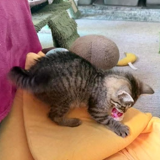 Potato, an adopted Tabby in Kentwood, MI image 2/6