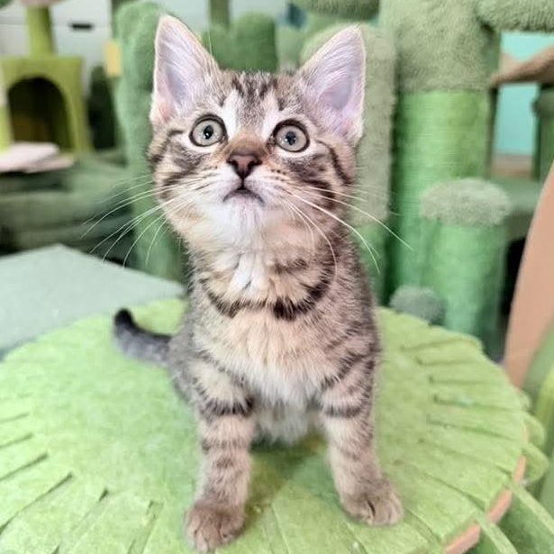 Potato, an adopted Tabby in Kentwood, MI image 5/6