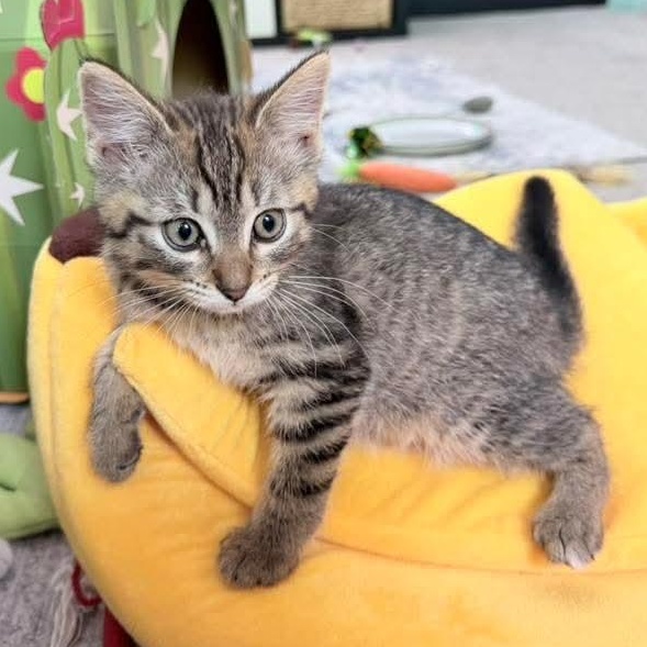Potato, an adopted Tabby in Kentwood, MI image 1/6