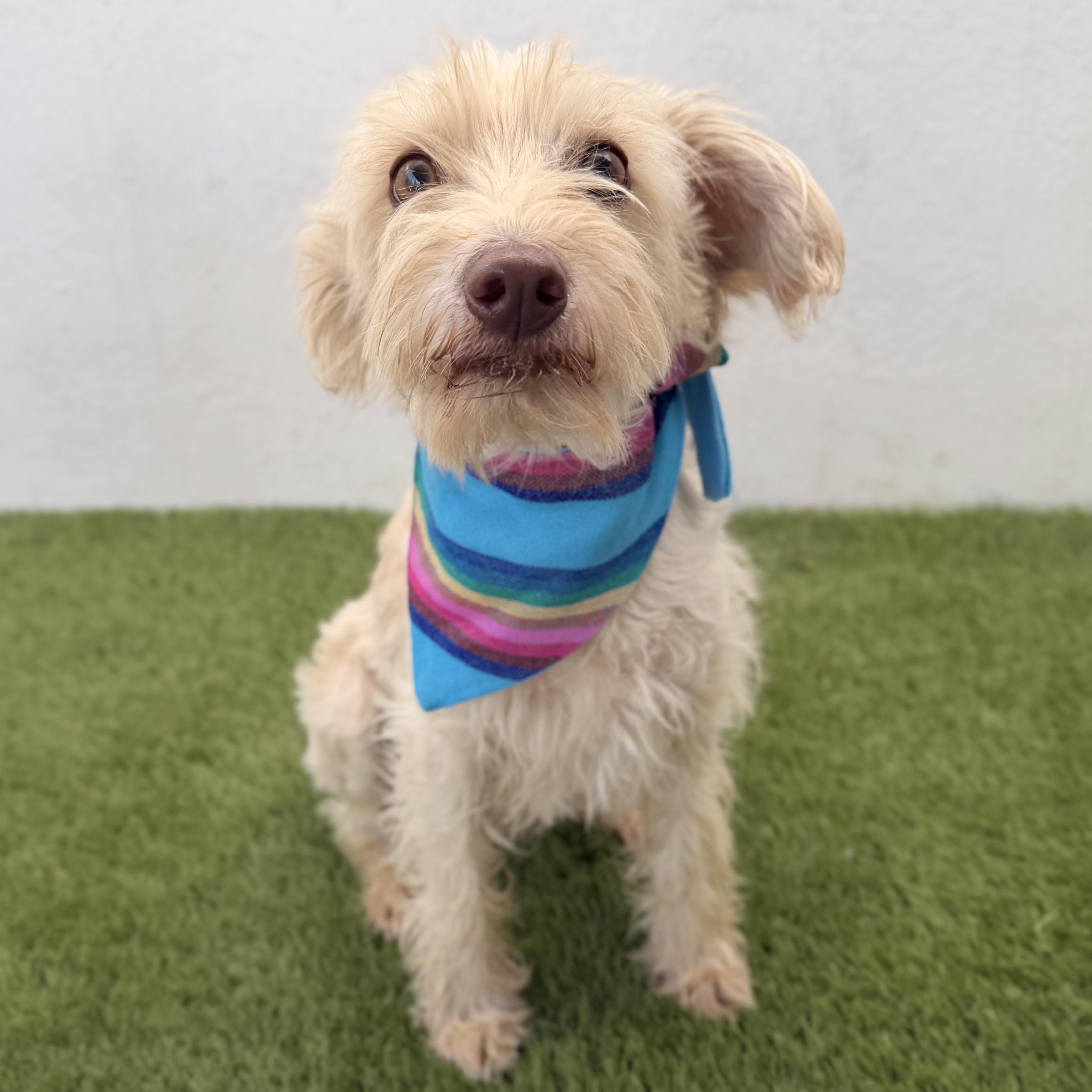 MOCHI, an adopted mixed breed in La Jolla, CA image 3/4