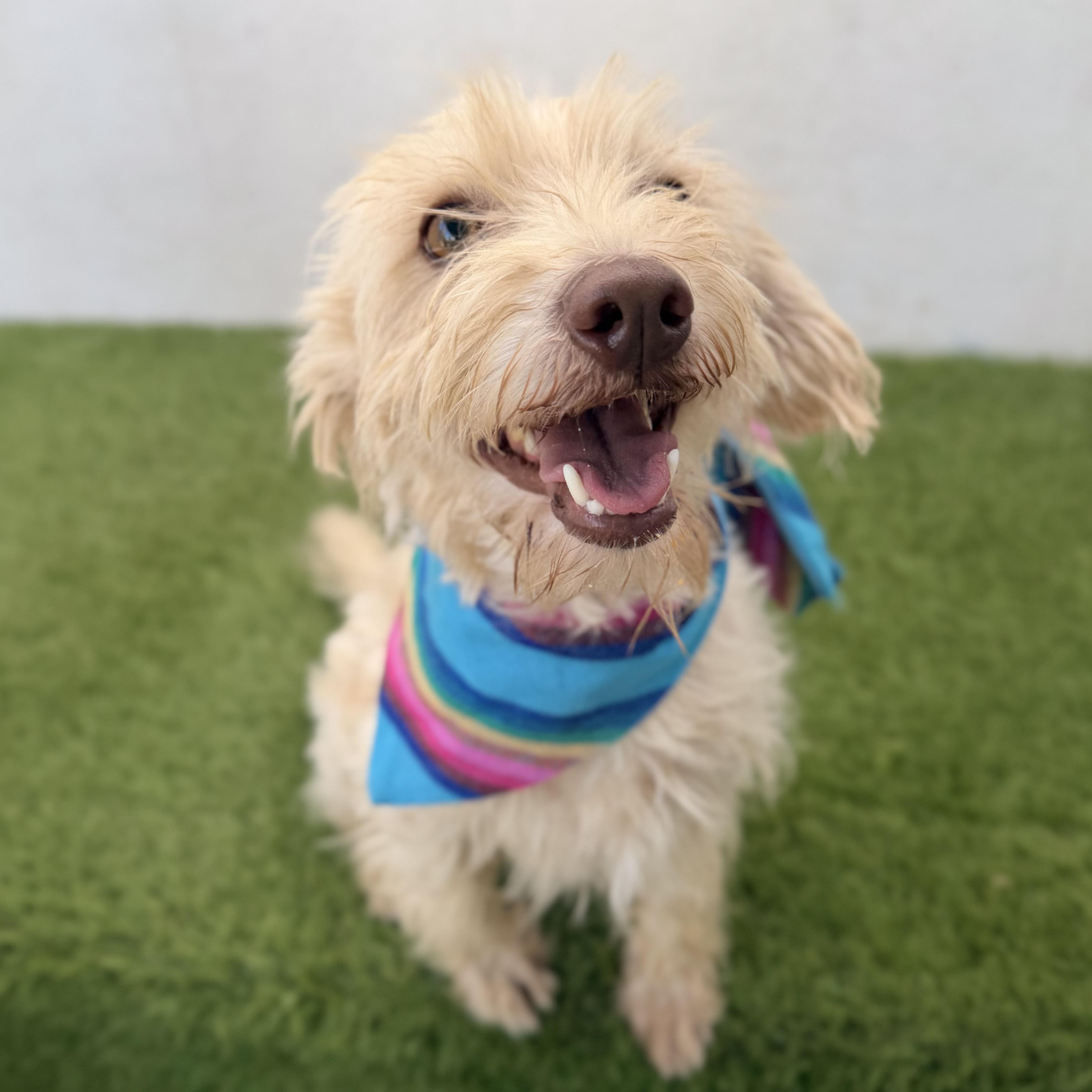 MOCHI, an adopted mixed breed in La Jolla, CA image 4/4