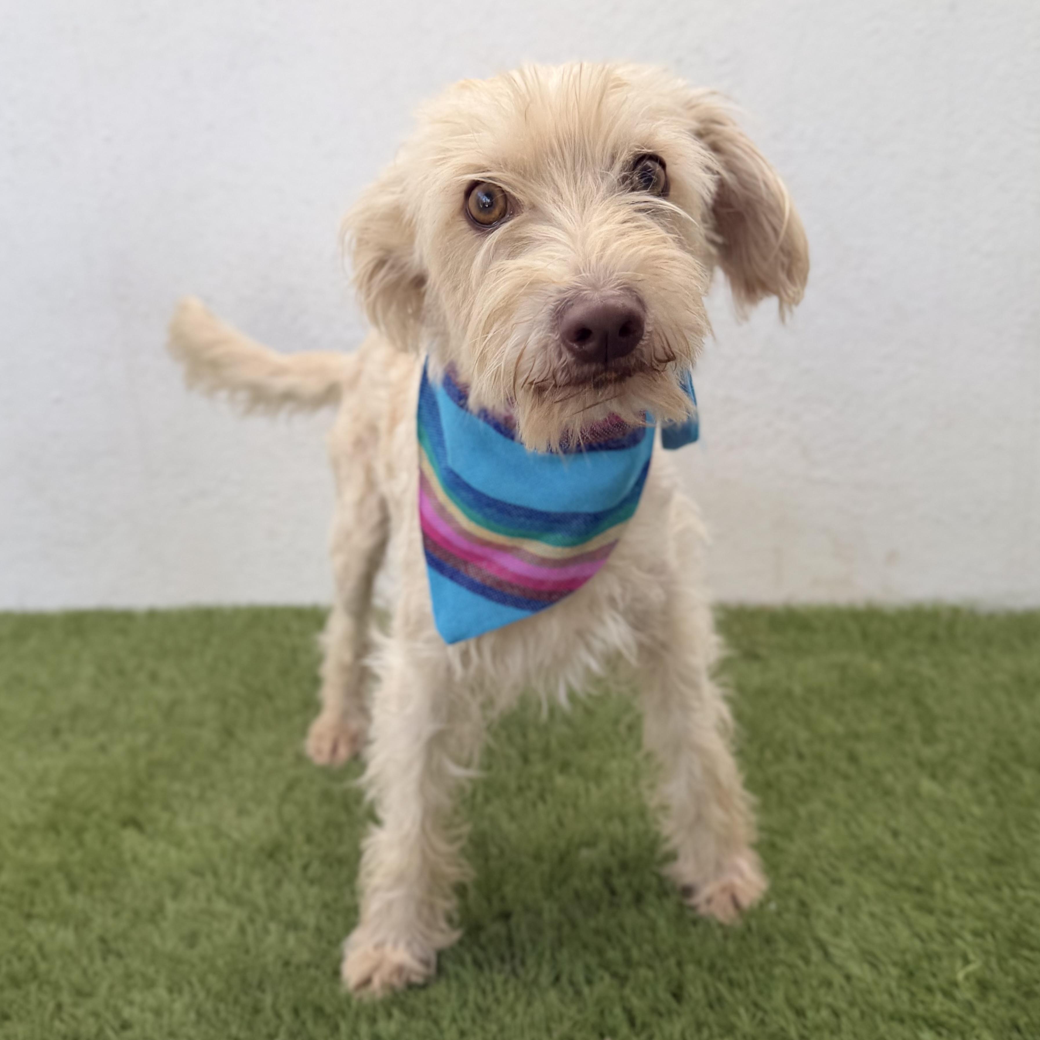 MOCHI, adopted, Young Male Maltese & Miniature Poodle.