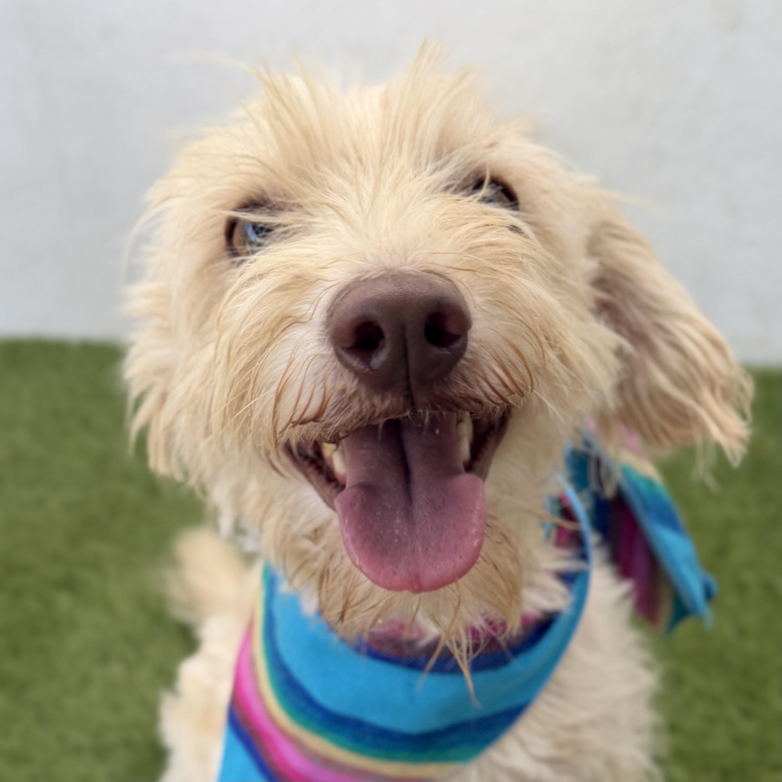 MOCHI, an adopted mixed breed in La Jolla, CA image 2/4