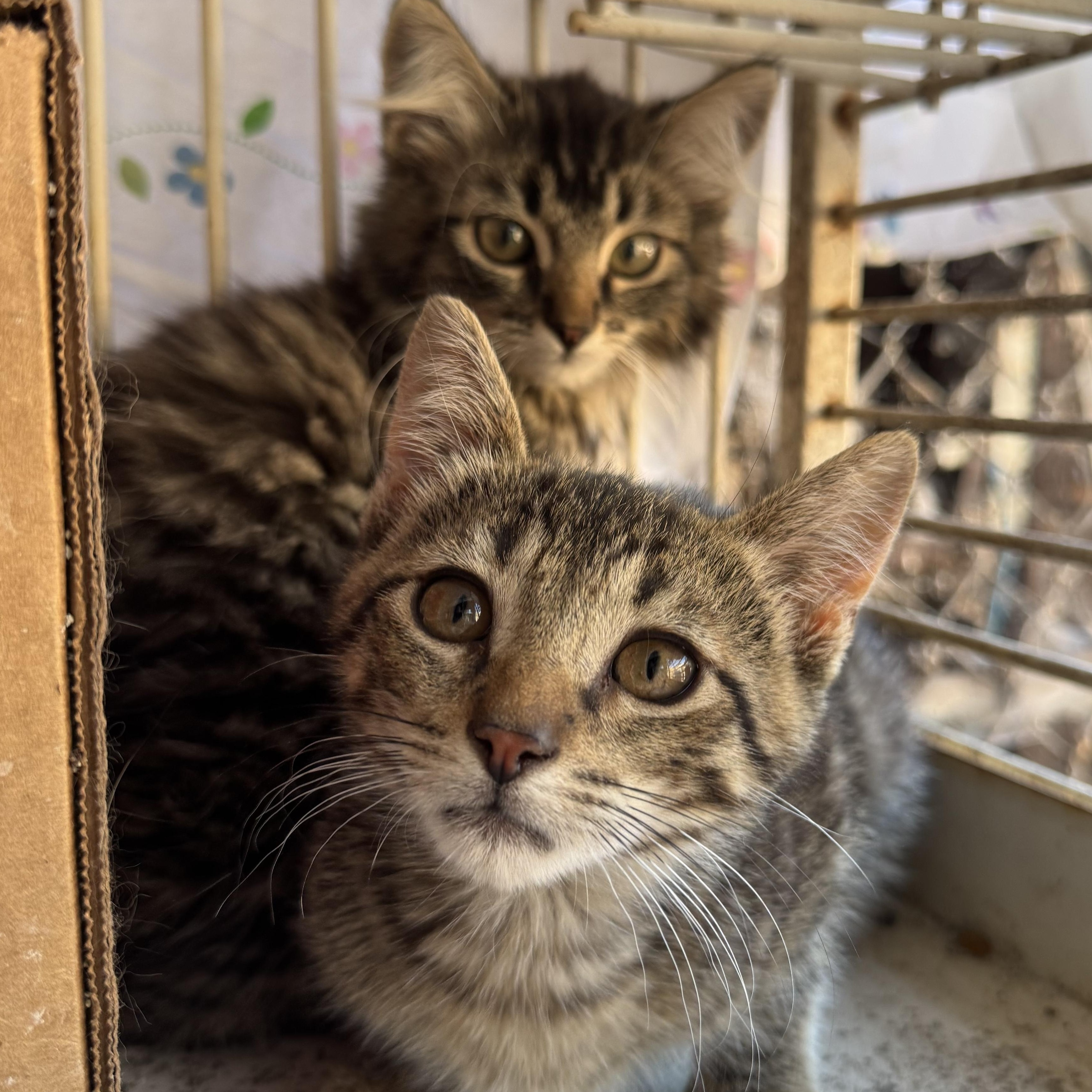 Manny & Floof, ADOPTABLE, Young Female Domestic Short Hair.