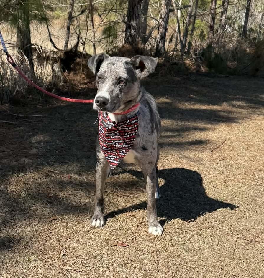 Enlarge Blue, a Adoptable Catahoula Leopard Dog in Jackson, MI image 4/6