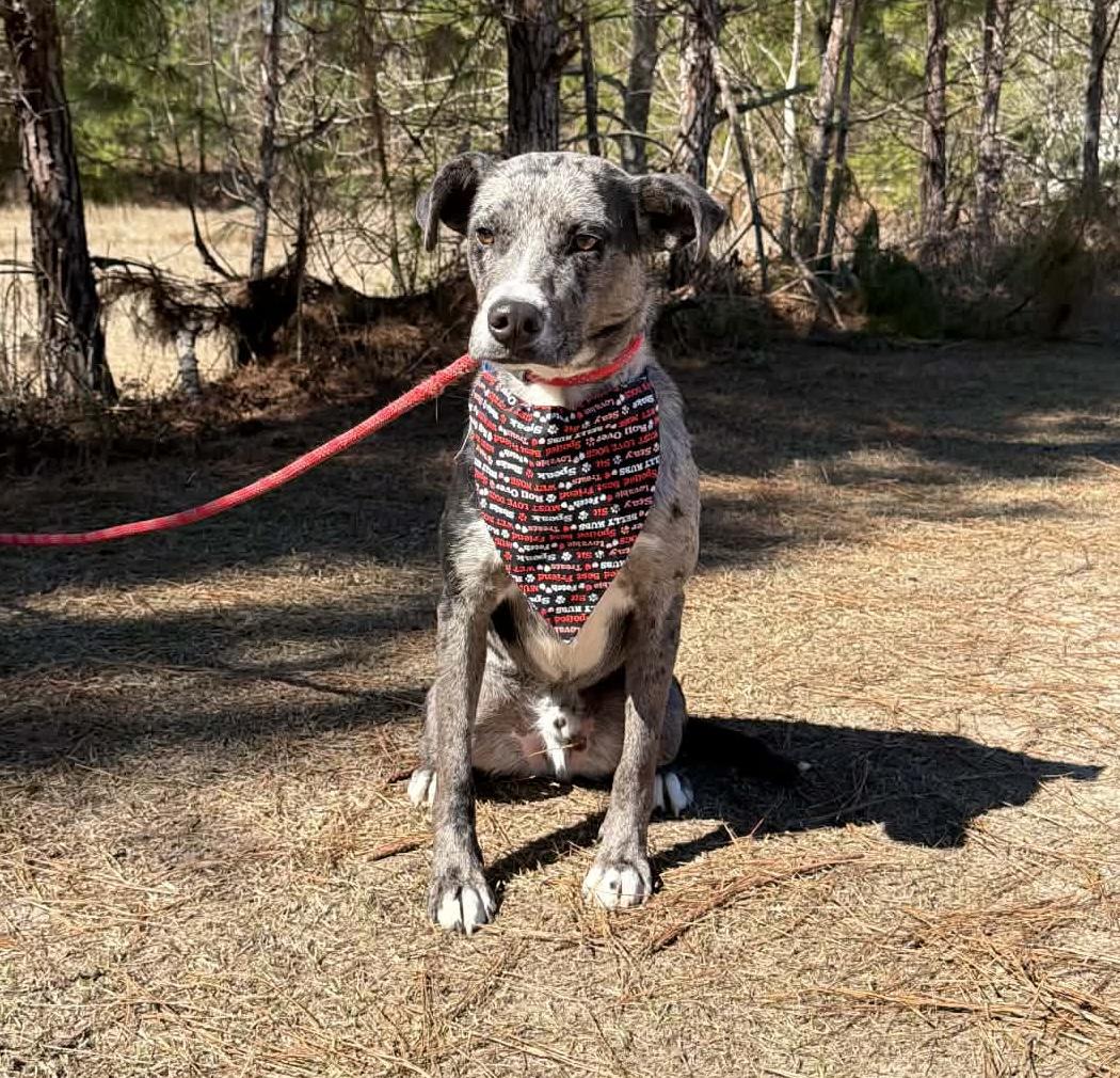 Enlarge Blue, a Adoptable Catahoula Leopard Dog in Jackson, MI image 6/6