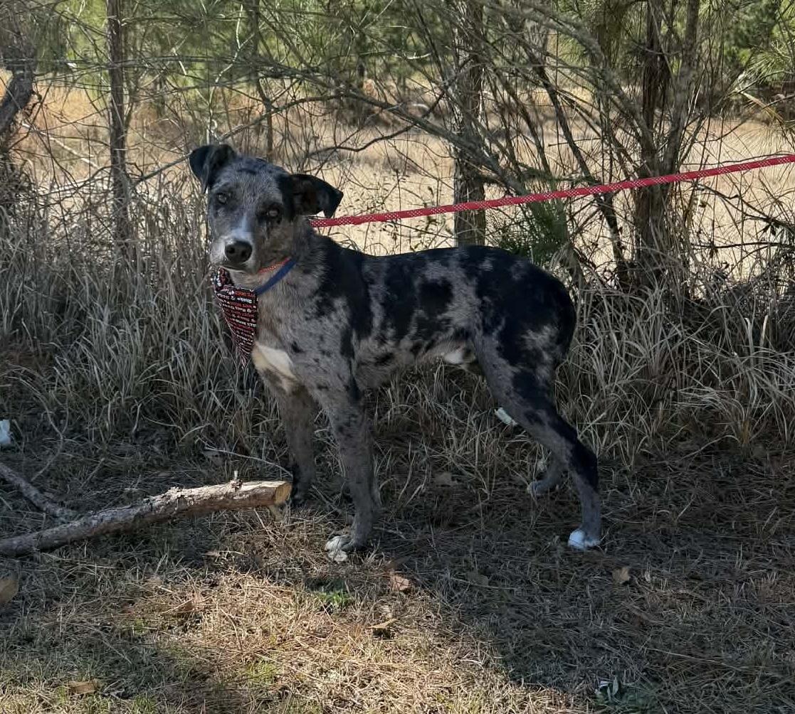 Enlarge Blue, a Adoptable Catahoula Leopard Dog in Jackson, MI image 3/6