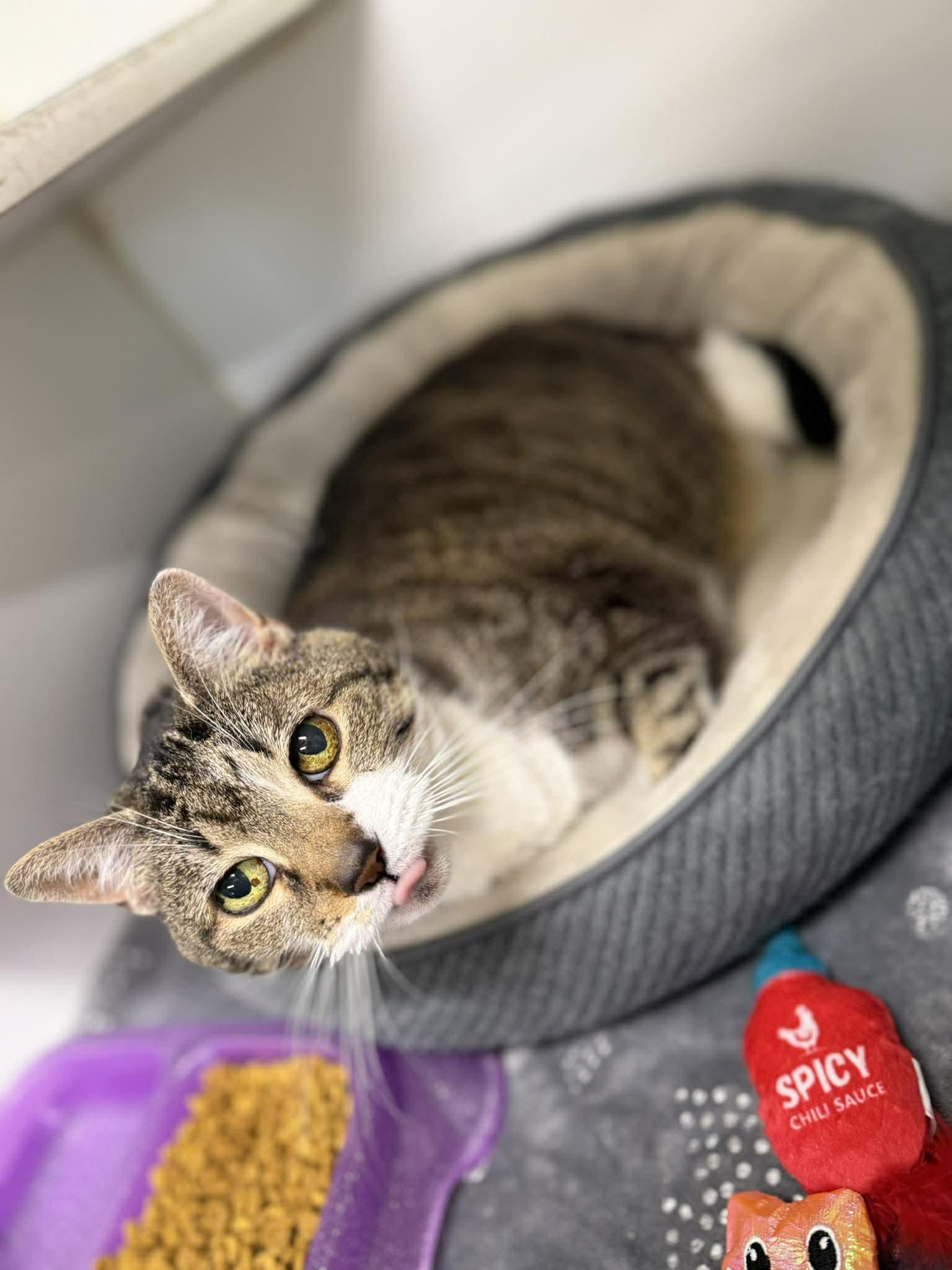 Enlarge Tabby, a ADOPTABLE Domestic Short Hair in Leitchfield, KY image 2/3