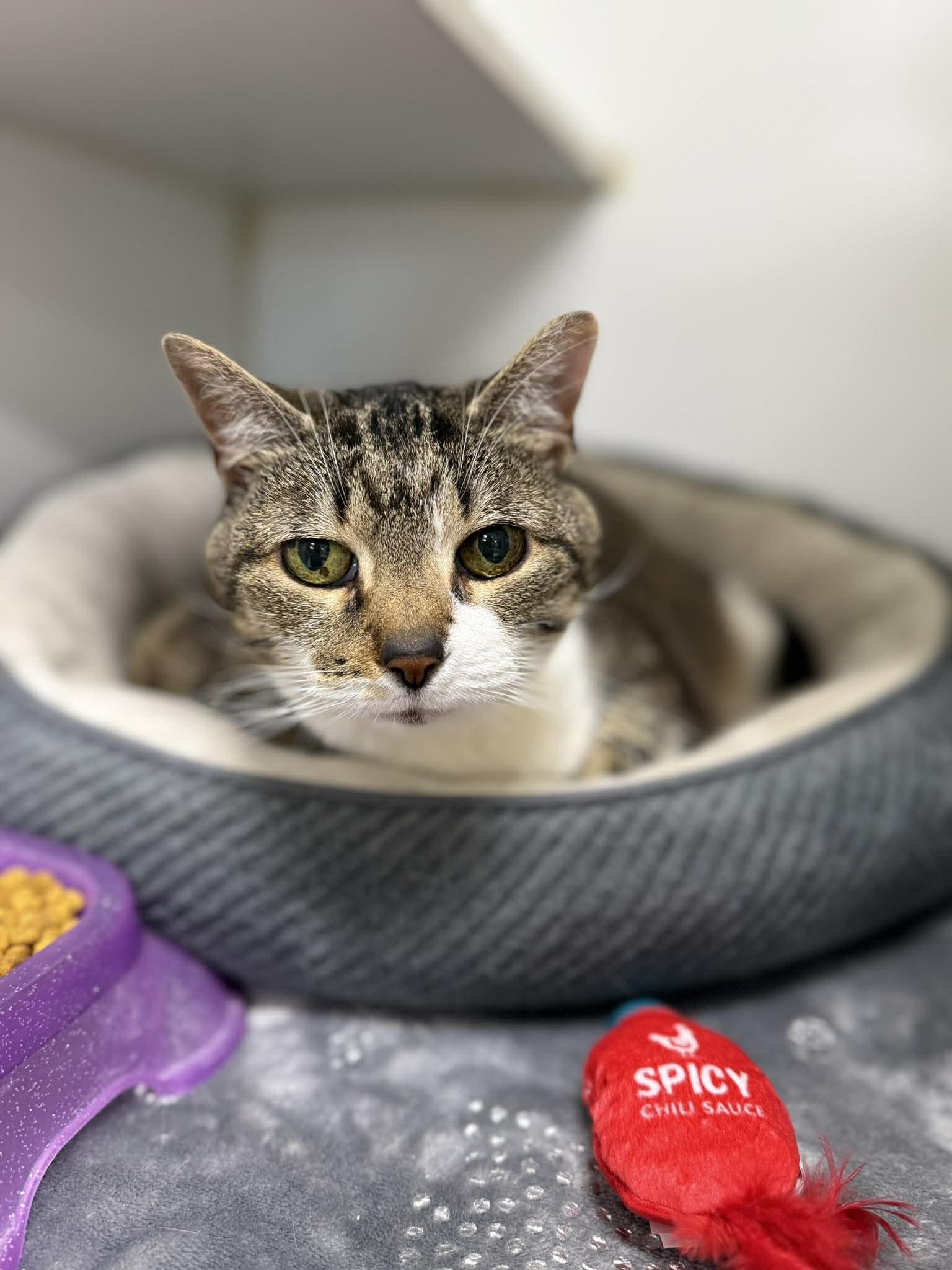 Tabby, ADOPTABLE, Senior Female Domestic Short Hair.