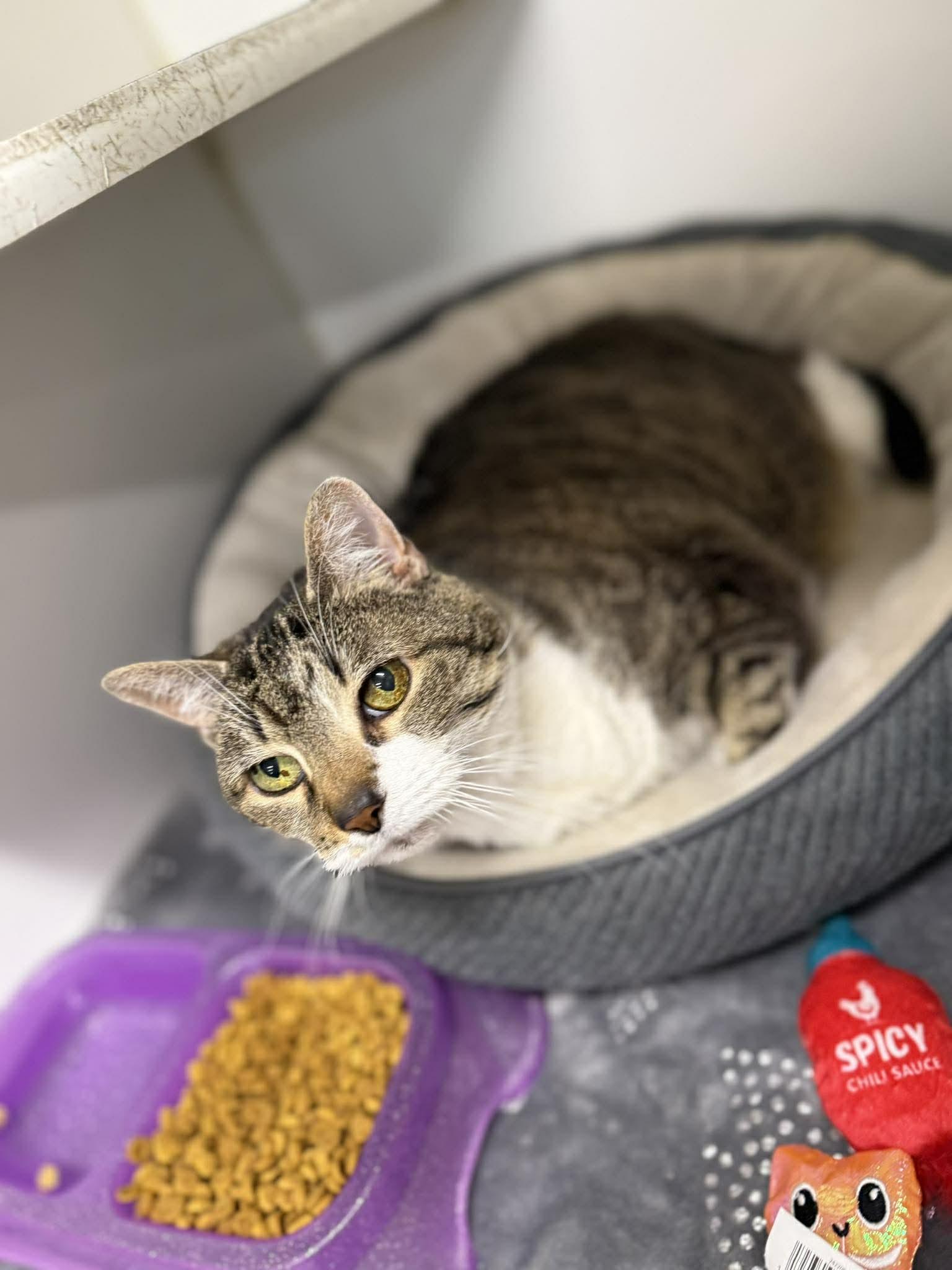 Enlarge Tabby, a ADOPTABLE Domestic Short Hair in Leitchfield, KY image 3/3