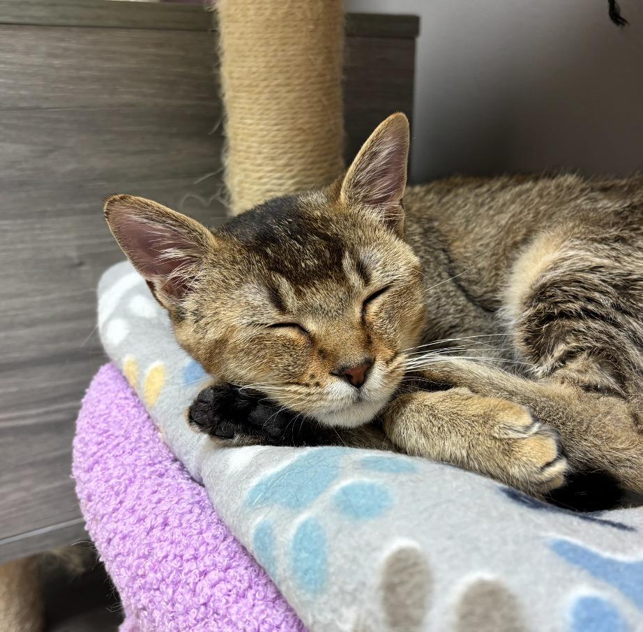 Enlarge Minky, a Adoptable Singapura in Los Angeles, CA image 1/6