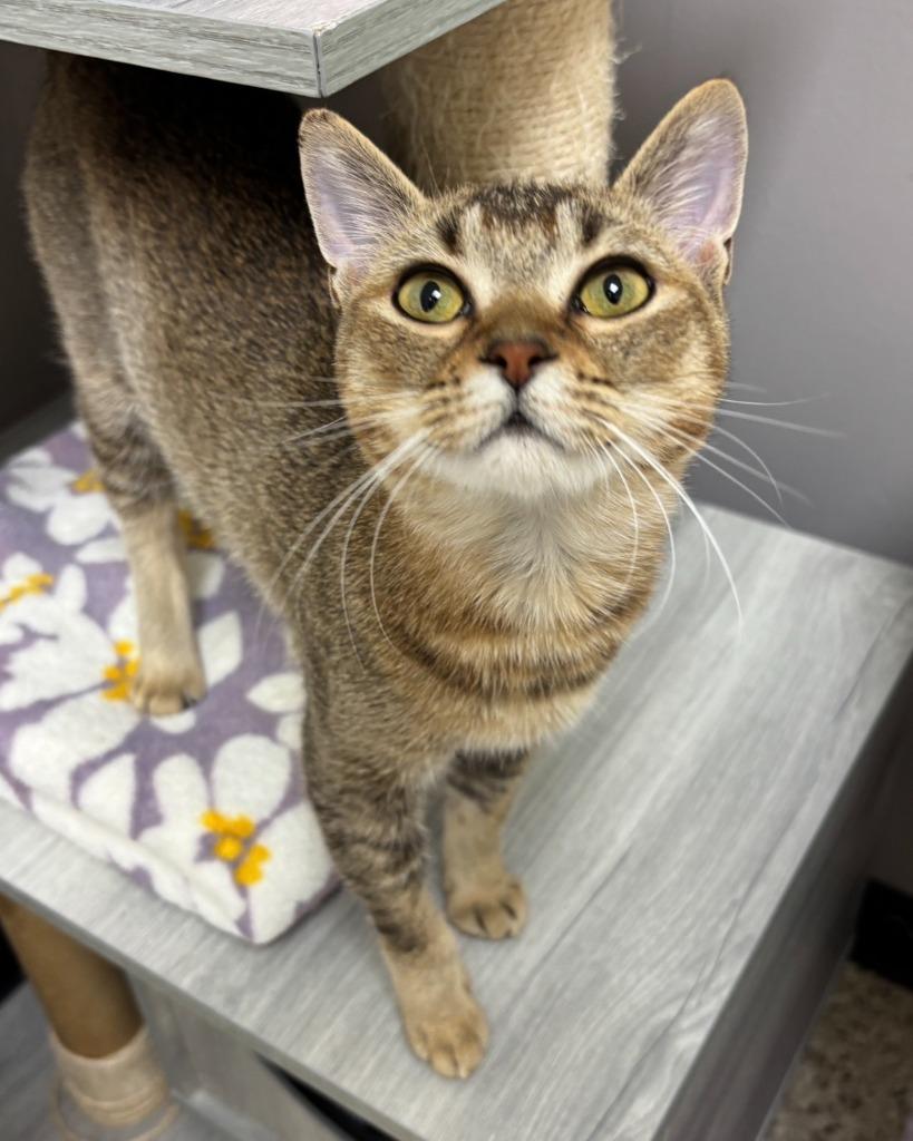 Enlarge Minky, a Adoptable Singapura in Los Angeles, CA image 2/6