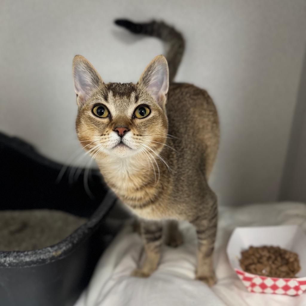 Enlarge Minky, a Adoptable Singapura in Los Angeles, CA image 3/6