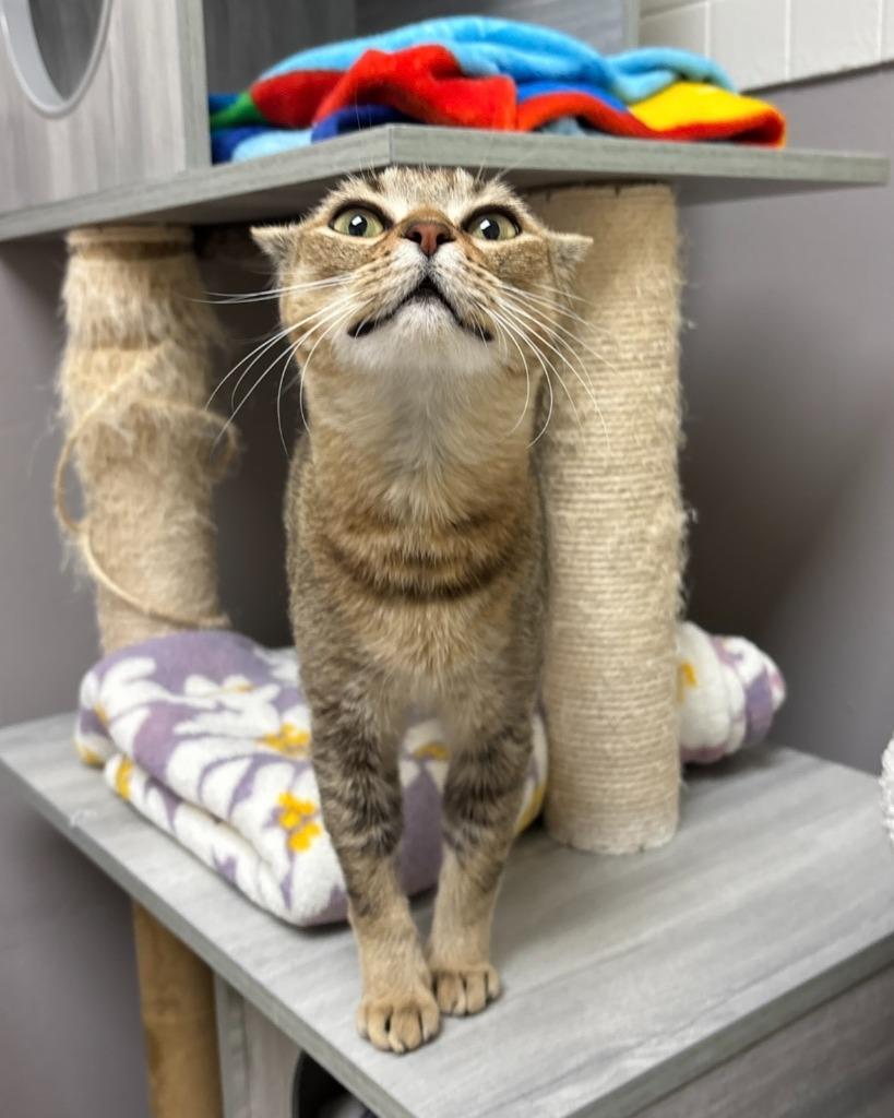 Enlarge Minky, a Adoptable Singapura in Los Angeles, CA image 4/6