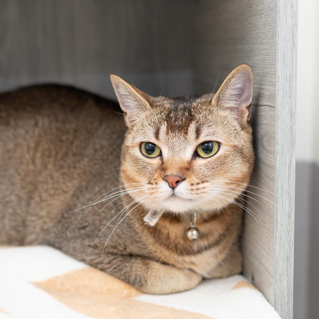 Enlarge Minky, a Adoptable Singapura in Los Angeles, CA image 5/6