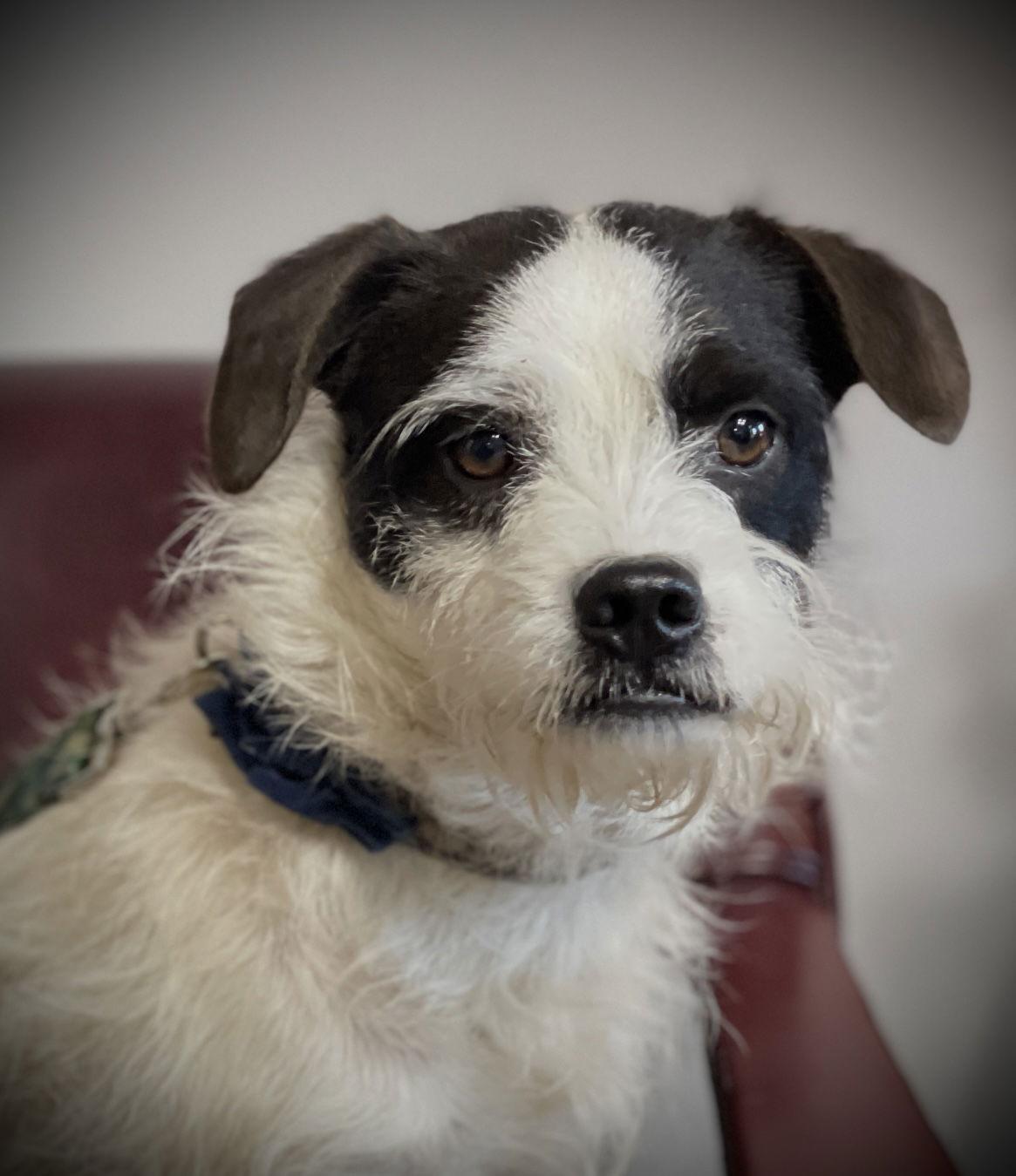 Enlarge Oreo Wood, a Adoptable Terrier in Saunderstown, RI image 1/1