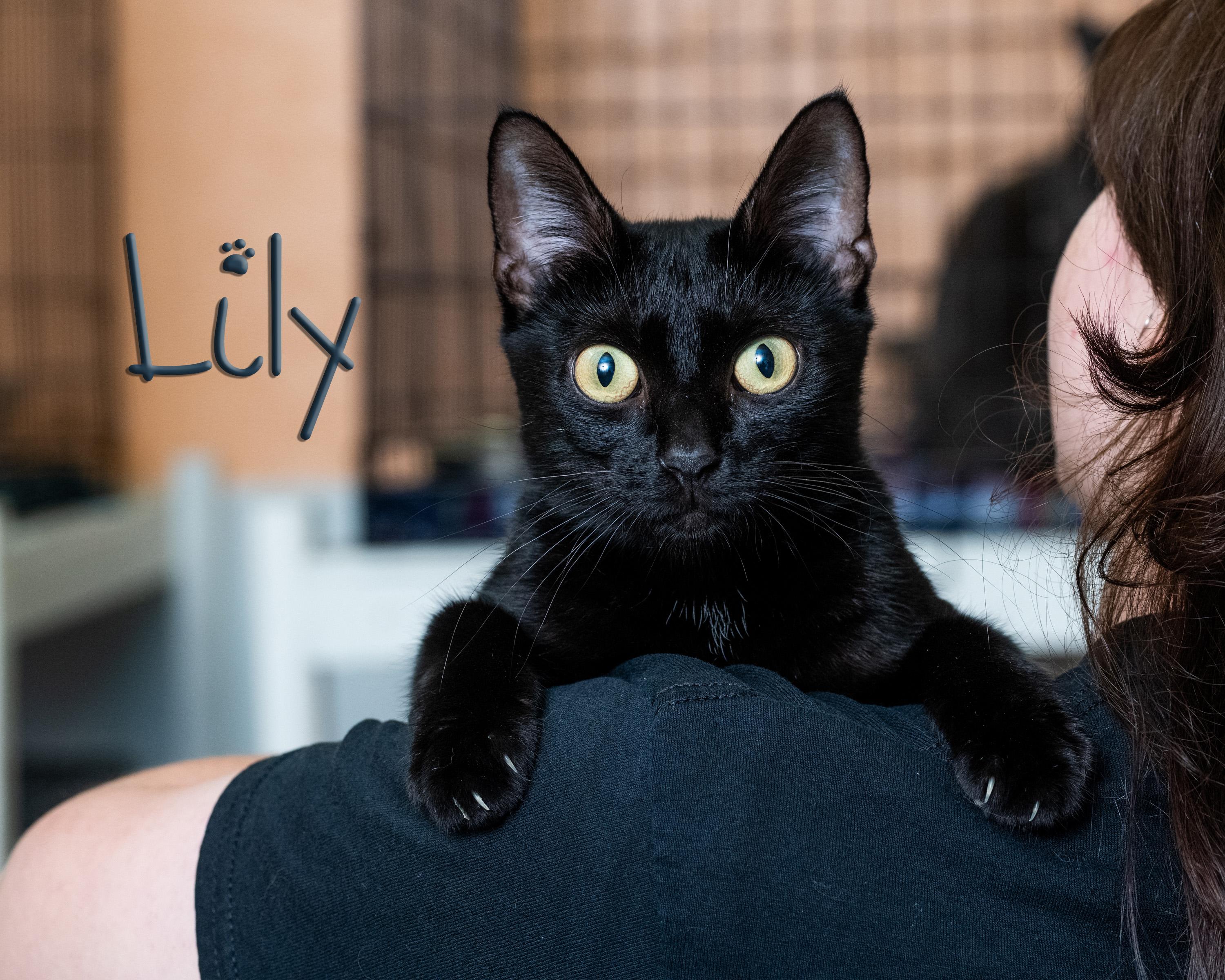 Enlarge Lily, a Adoptable Domestic Short Hair in Somerset, PA image 1/1
