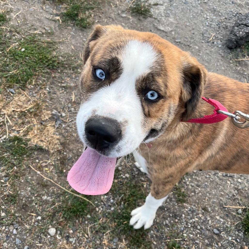 Ariel, a Adoptable mixed breed in Tacoma, WA image 1/2