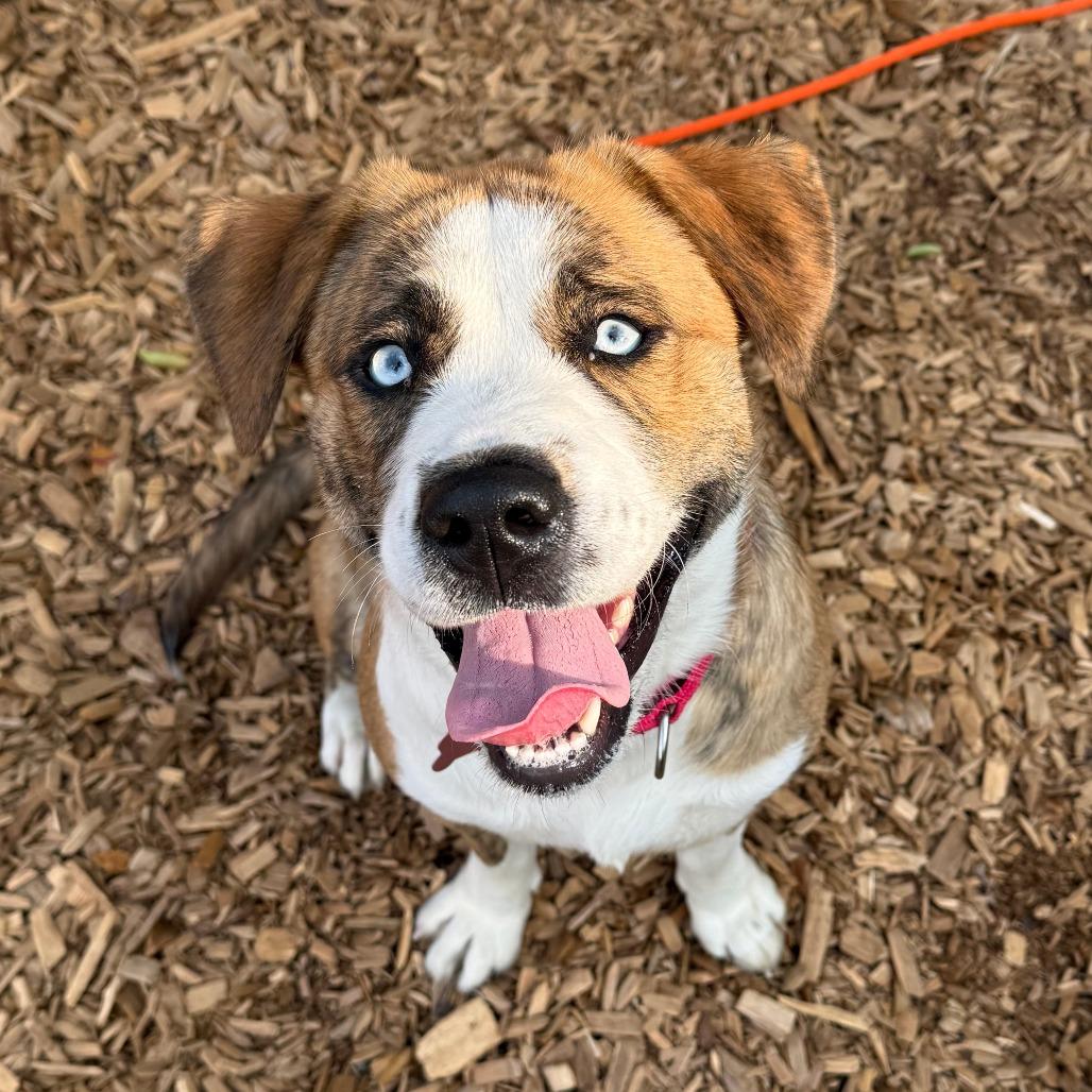 Ariel, a Adoptable mixed breed in Tacoma, WA image 2/2