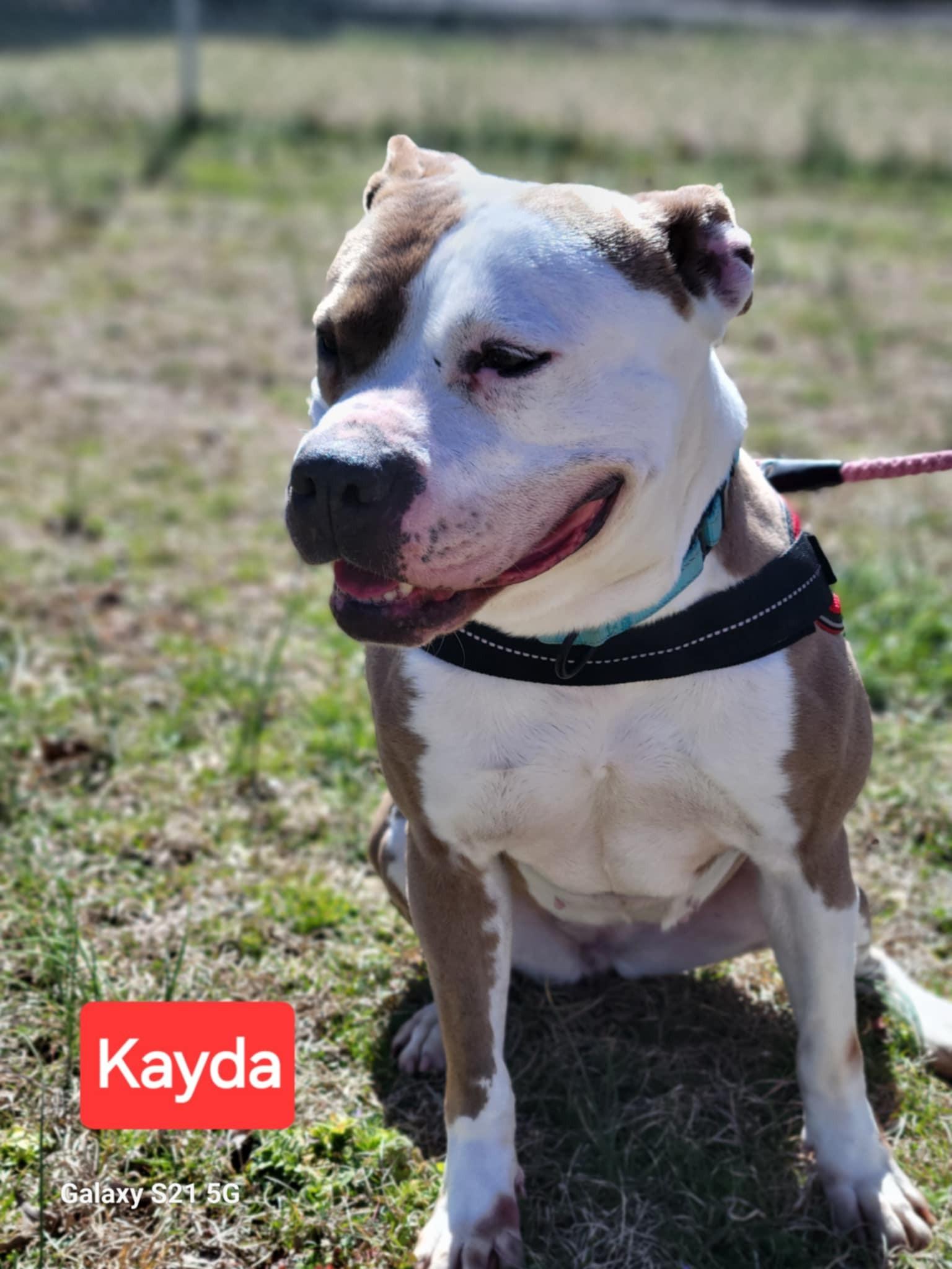 Enlarge Kayda, a Adoptable mixed breed in Bolivar, TN image 1/1