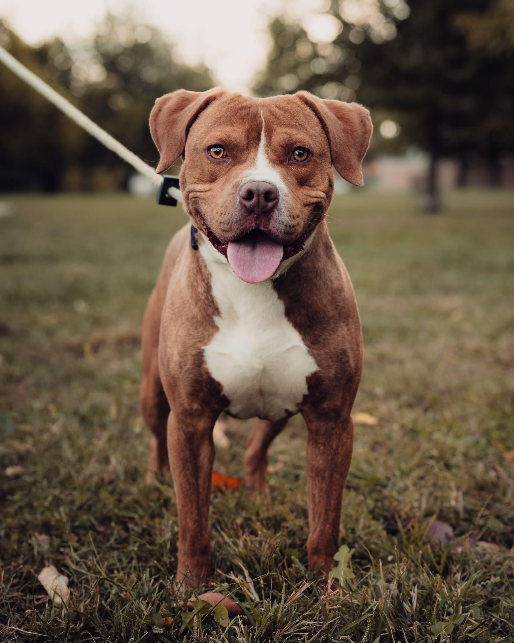 Dusty, Adoptable, Young Male Pit Bull Terrier & Mixed Breed.