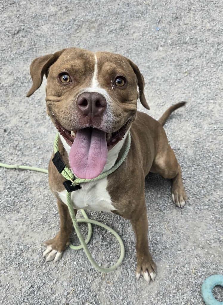 Enlarge Dusty, a Adoptable mixed breed in Springfield, IL image 2/4