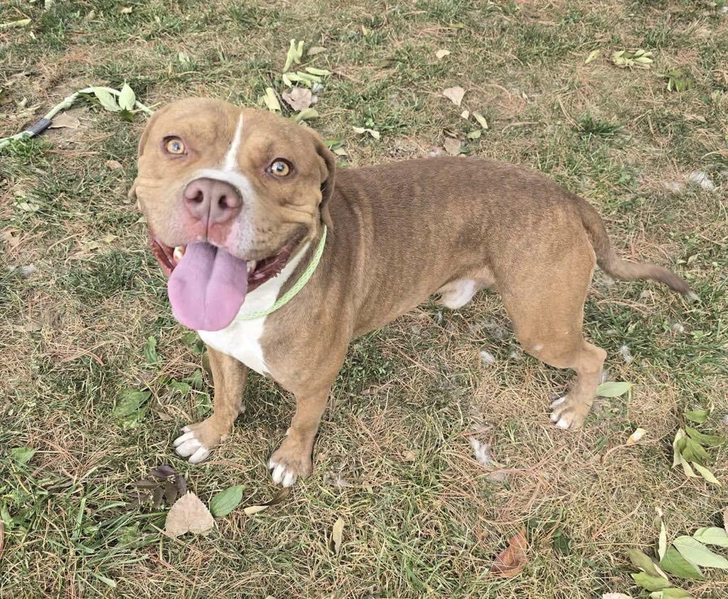 Enlarge Dusty, a Adoptable mixed breed in Springfield, IL image 3/4