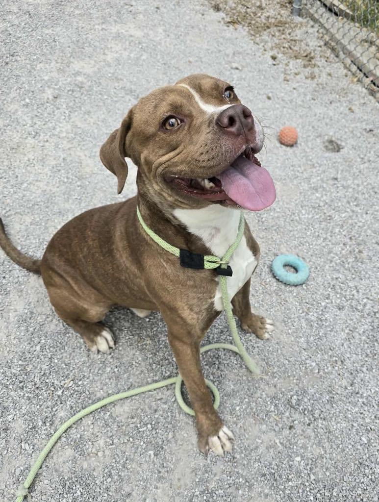 Enlarge Dusty, a Adoptable mixed breed in Springfield, IL image 4/4