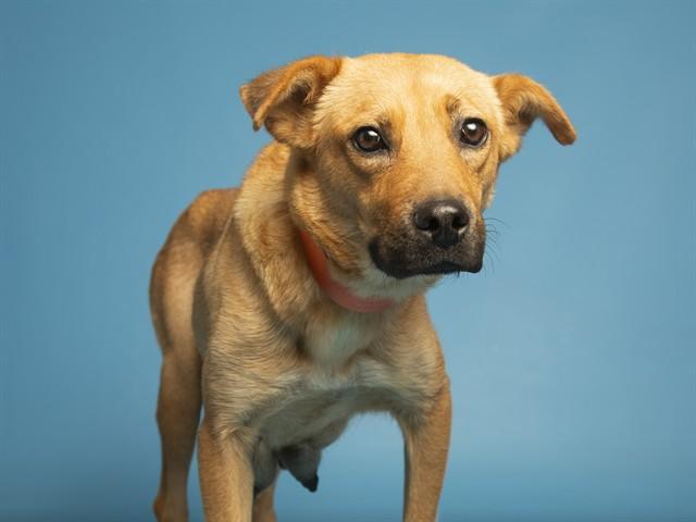 Enlarge NALYNA, a Adoptable mixed breed in Phoenix, AZ image 1/1