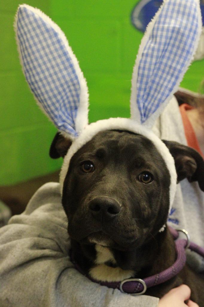 Perry, Adoptable, Puppy Male Mixed Breed & Mixed Breed.