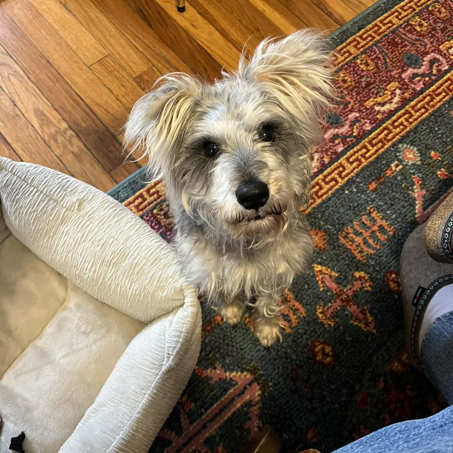 Enlarge Boss, a ADOPTABLE mixed breed in Woolwich, ME image 3/5