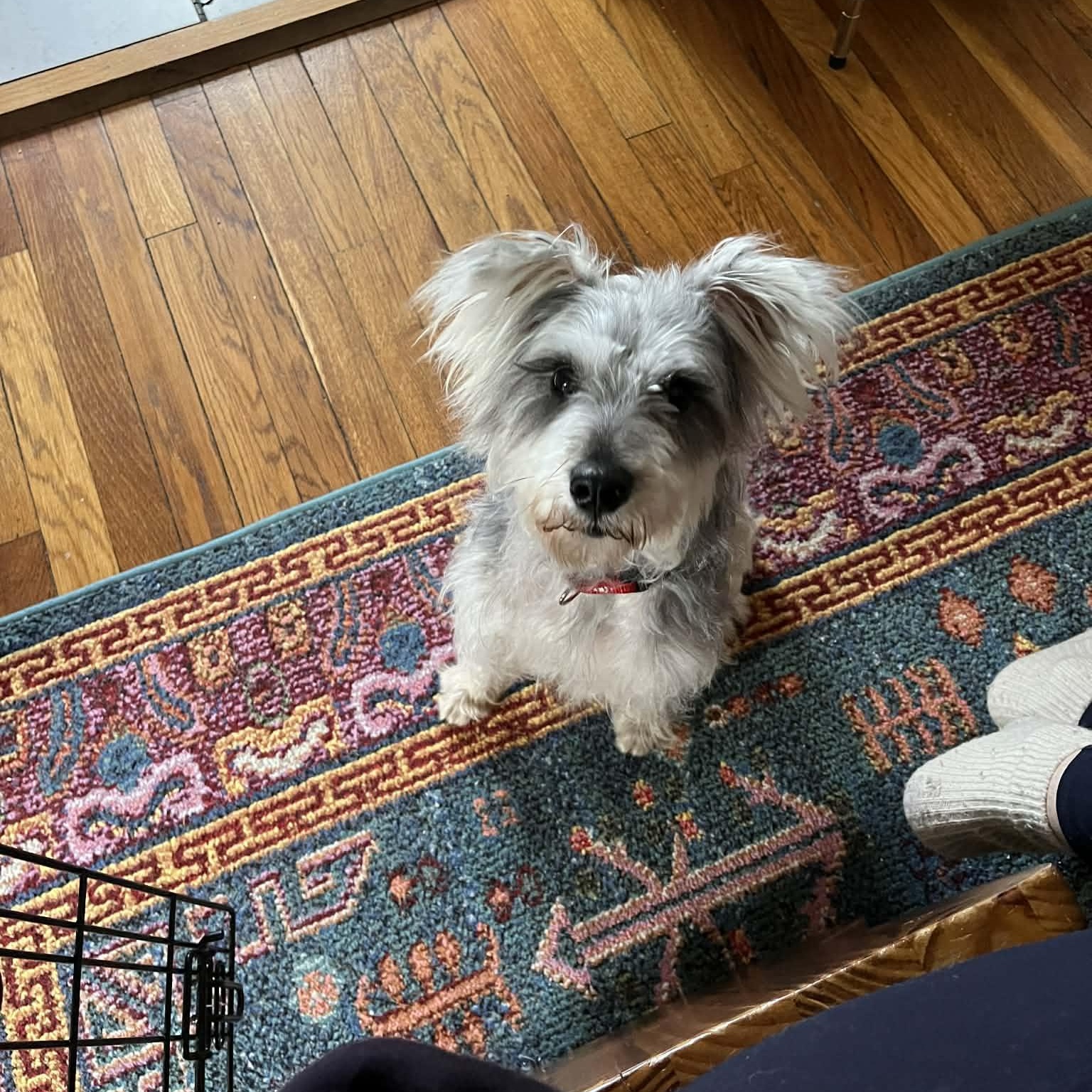 Boss, ADOPTABLE, Adult Male Schnauzer.