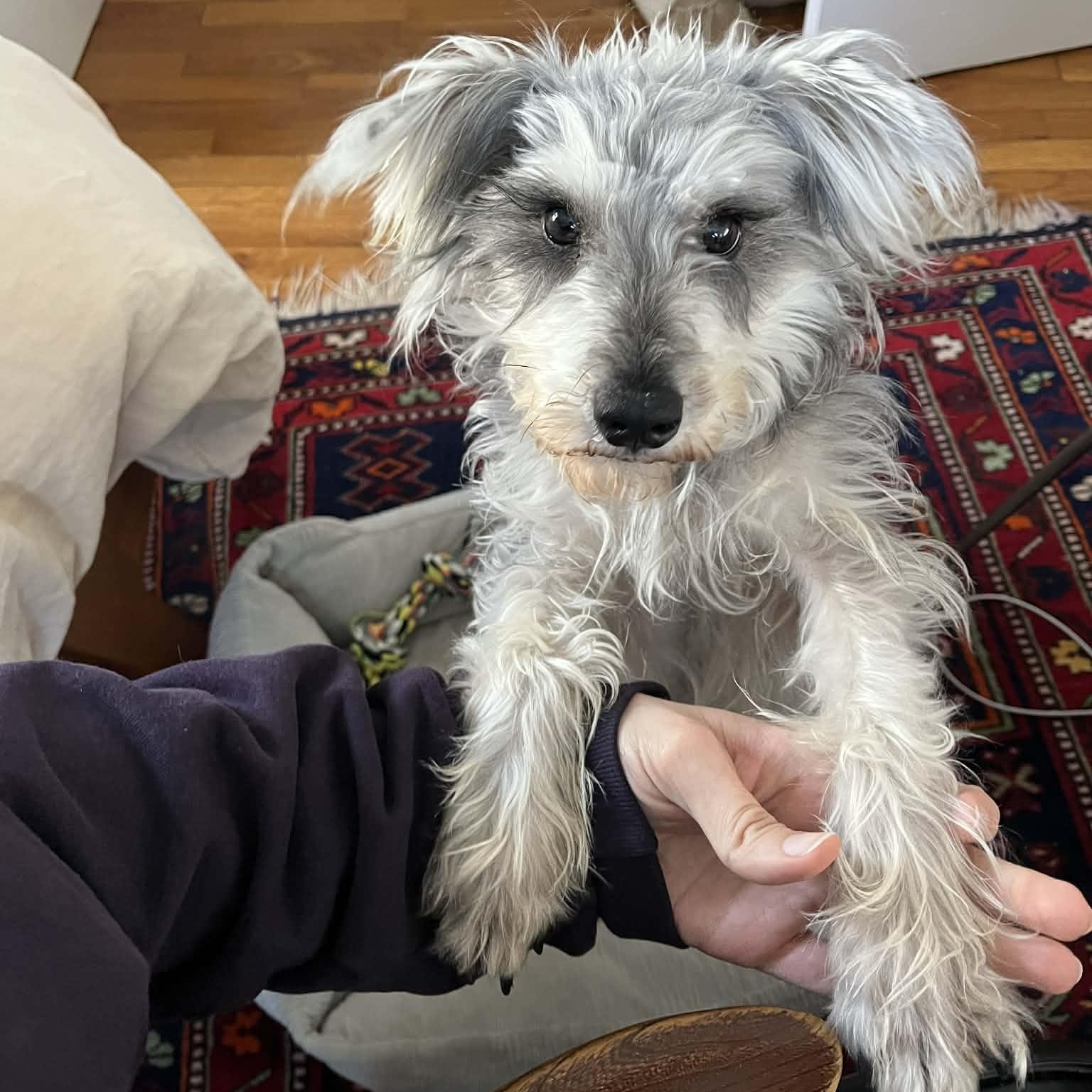 Enlarge Boss, a ADOPTABLE mixed breed in Woolwich, ME image 2/5