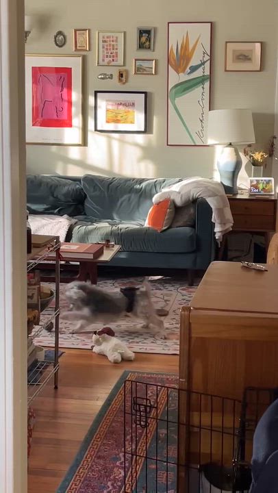 Enlarge Boss, a ADOPTABLE mixed breed in Woolwich, ME video 5/5