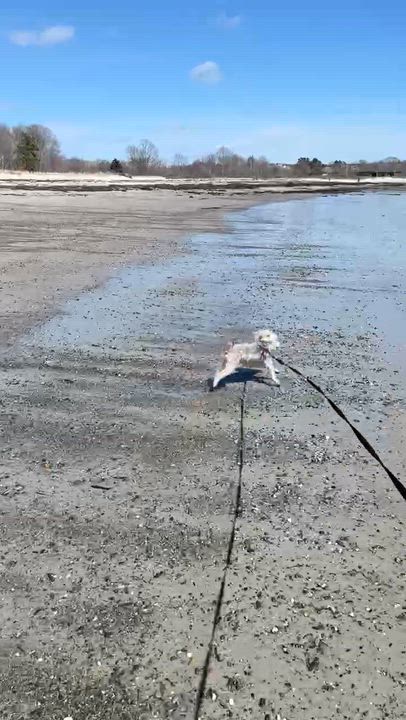 Enlarge Boss, a ADOPTABLE mixed breed in Woolwich, ME video 4/5