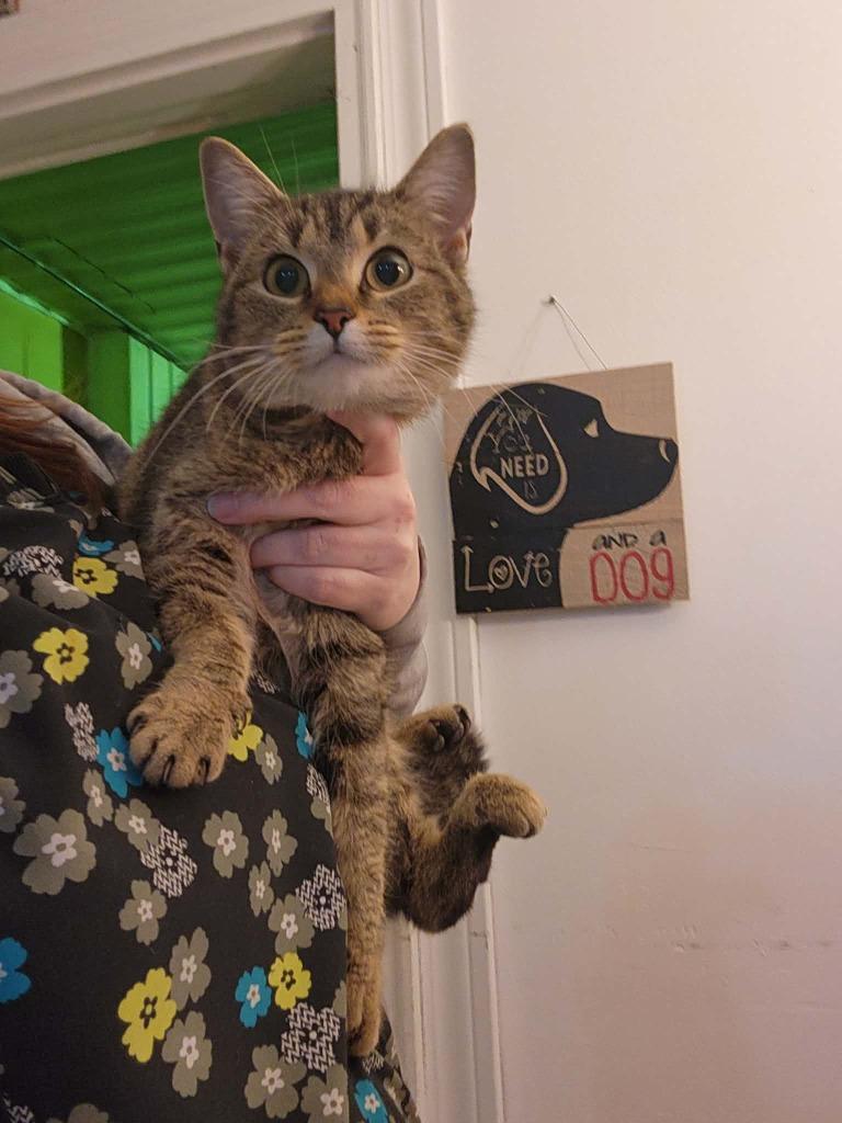 Jeckyl, Adoptable, Kitten Male Domestic Short Hair.