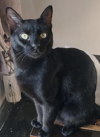 Turbo-  1 year, Young Male unknown
